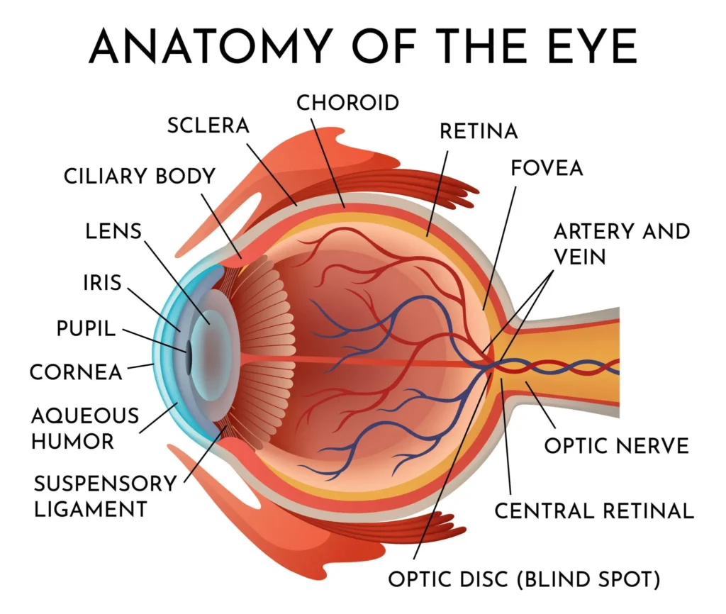 Red Eyes Causes: Why Your Eyes Turn Red and What to Do About It human eye anatomy infographics with inside structure realistic vector poster illustration